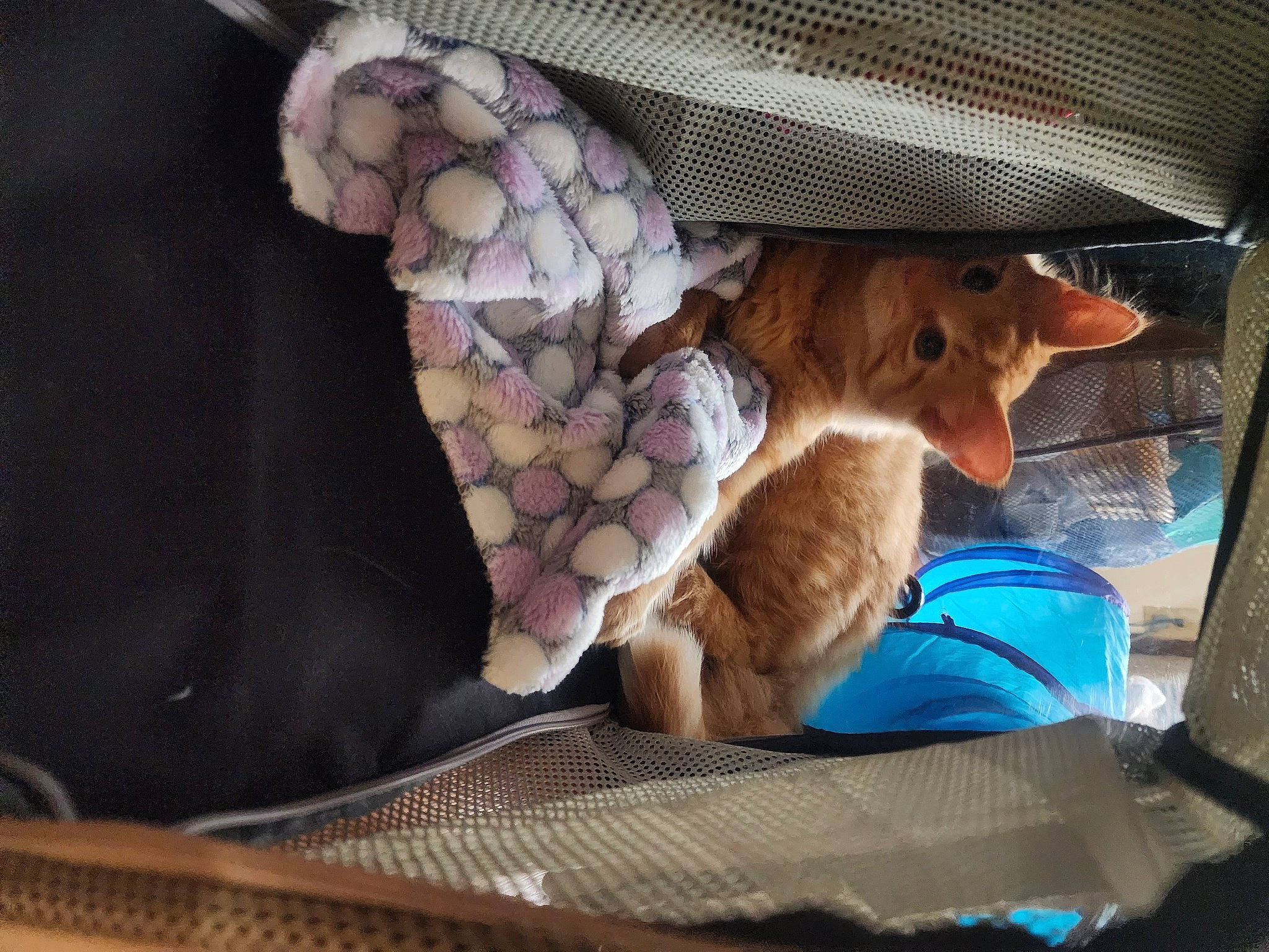 Pippi joined the competition — help win amazing prizes! bag, canidae, carnivore, cat, comfort, companion_dog, couch, dog_breed, domestic_short_haired_cat, fawn, felidae, fur, linens, luggage_and_bags, pattern, paw, small_to_medium_sized_cats, tail, toy, whiskers