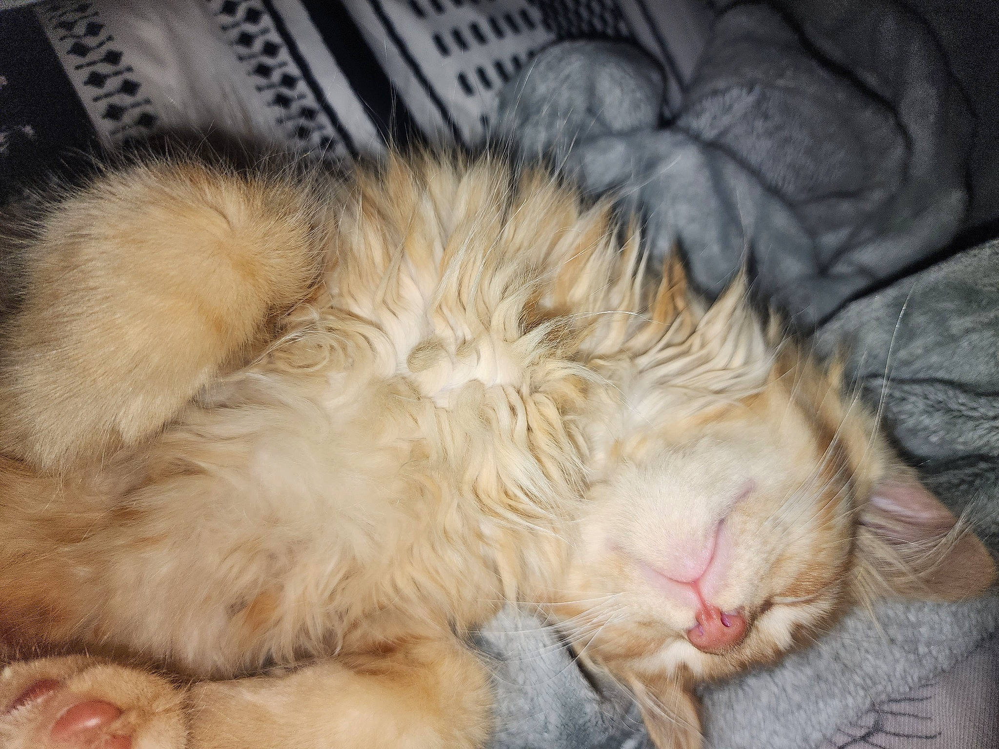 Pippi is registered to the contest to win money with this photo: carnivore, cat, claw, comfort, fawn, felidae, fur, nap, natural_material, paw, sleep, small_to_medium_sized_cats, snout, terrestrial_animal, whiskers