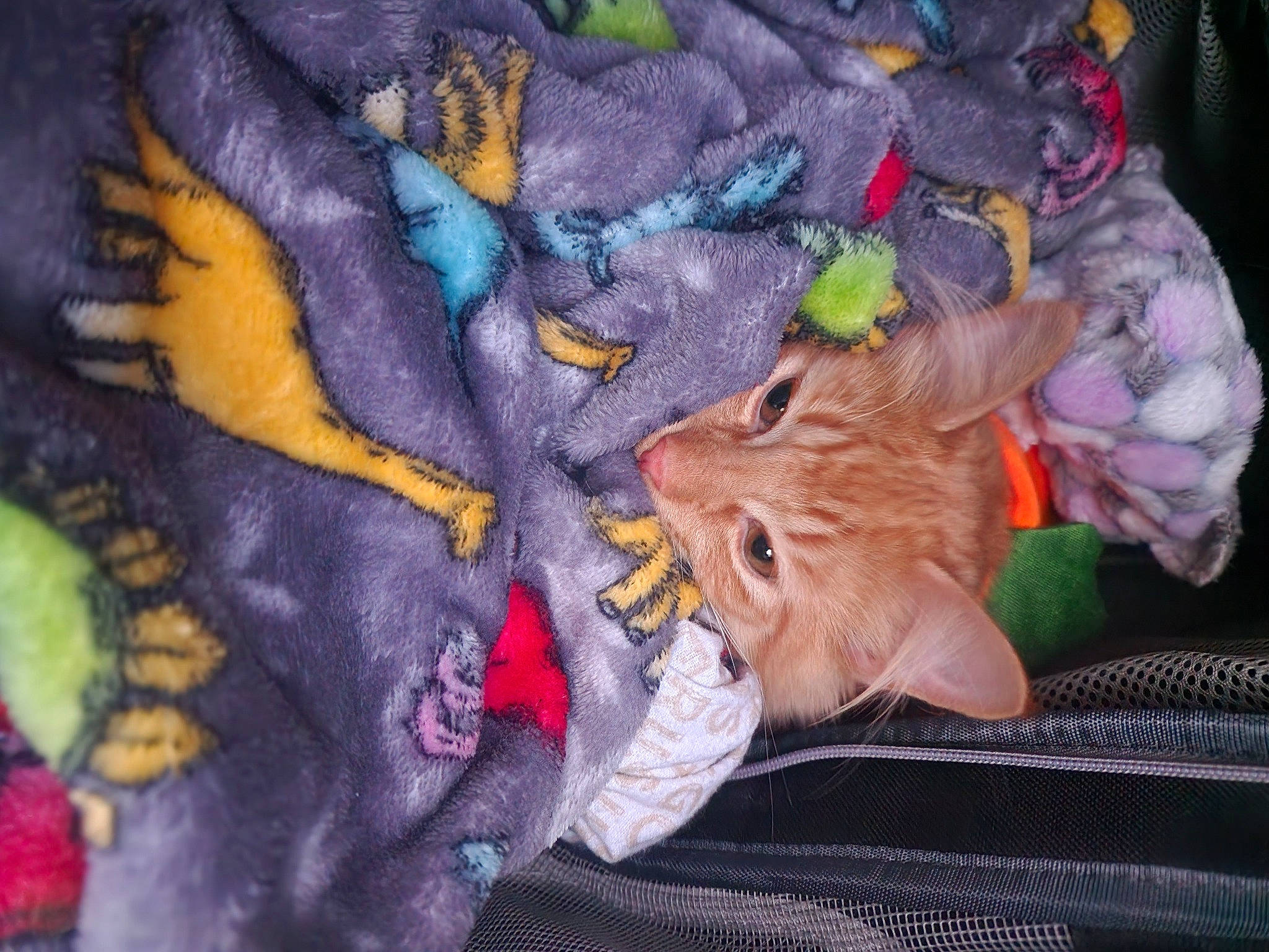 Pippi joined the competition — help win amazing prizes! art, carnivore, cat, comfort, electric_blue, felidae, fur, linens, magenta, orange, pink, plant, plush, purple, sleeve, small_to_medium_sized_cats, tail, textile, whiskers, wool