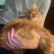 Ernie is registered to the contest to win money with this photo: cat, orange_cat, fluffy, one_eyed_cat, pet, indoor, person, hand, holding, cozy, fur, cute, comfort, casual_clothing, relaxation, close_up, portrait, feline, animal, domestic