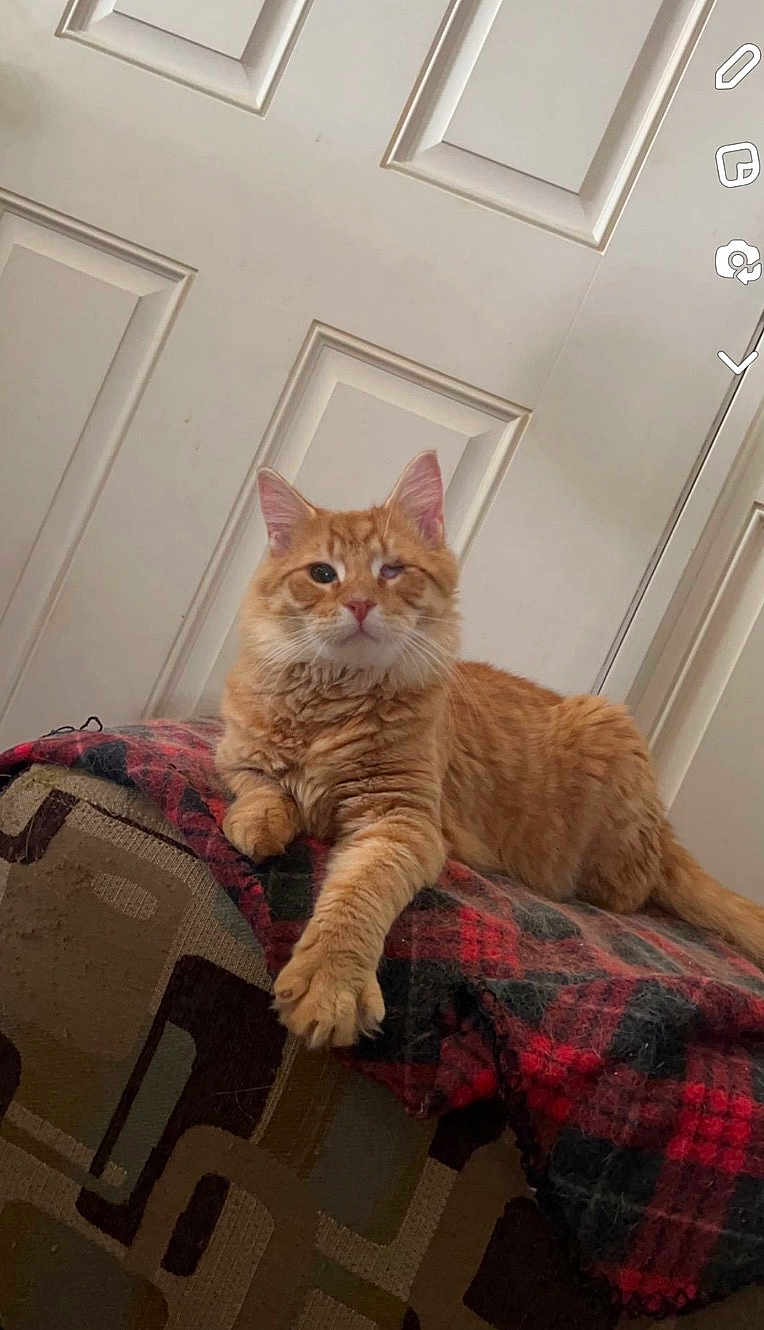 Ernie is registered to the contest to win money with this photo: cat, ginger_cat, one-eyed, feline, pet, indoor, plaid_blanket, couch, furniture, relaxed, orange_fur, whiskers, ears, paw, door, home, cozy, resting, cute, animal