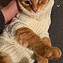 cat, orange_tabby, knit_sweater, cozy, indoor, pet, cute, animal, one_eye_closed, hand, resting, lap, warm, fur, whiskers, close_up, portrait, relaxed, feline, casual