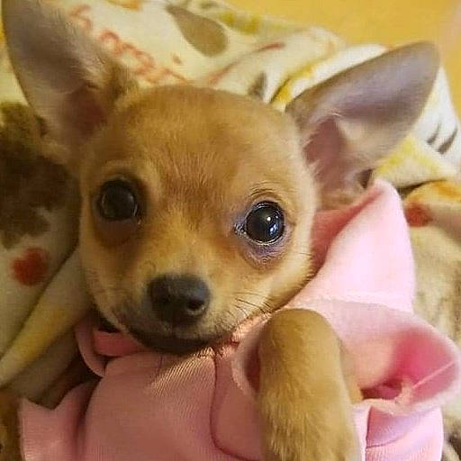 Sadie is registered to the contest to win money with this photo: canidae, carnivore, chihuahua, companion_dog, corgi_chihuahua, dog, dog_breed, ear, eye, fawn, head, mammal, nose, puppy, russkiy_toy, skin, snout, toy_dog, vertebrate, whiskers