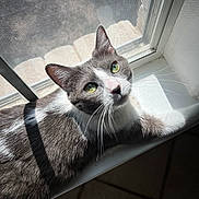Luna Patuña is registered to the contest to win money with this photo: cat, grey_cat, white_cat, windowsill, sunlight, green_eyes, whiskers, indoor, pet, feline, curious, mesh_screen, shadow, closeup, fur, domestic_cat, resting, portrait, animal, daylight