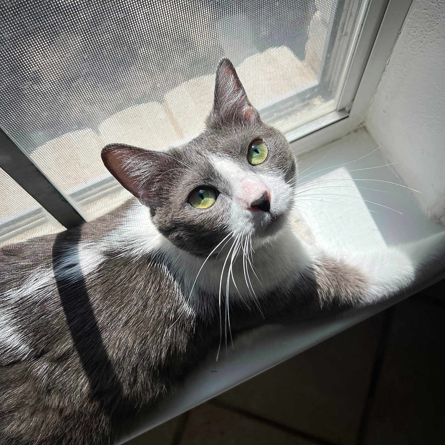 Luna Patuña is registered to the contest to win money with this photo: animal, cat, closeup, curious, daylight, domestic_cat, feline, fur, green_eyes, grey_cat, indoor, mesh_screen, pet, portrait, resting, shadow, sunlight, whiskers, white_cat, windowsill