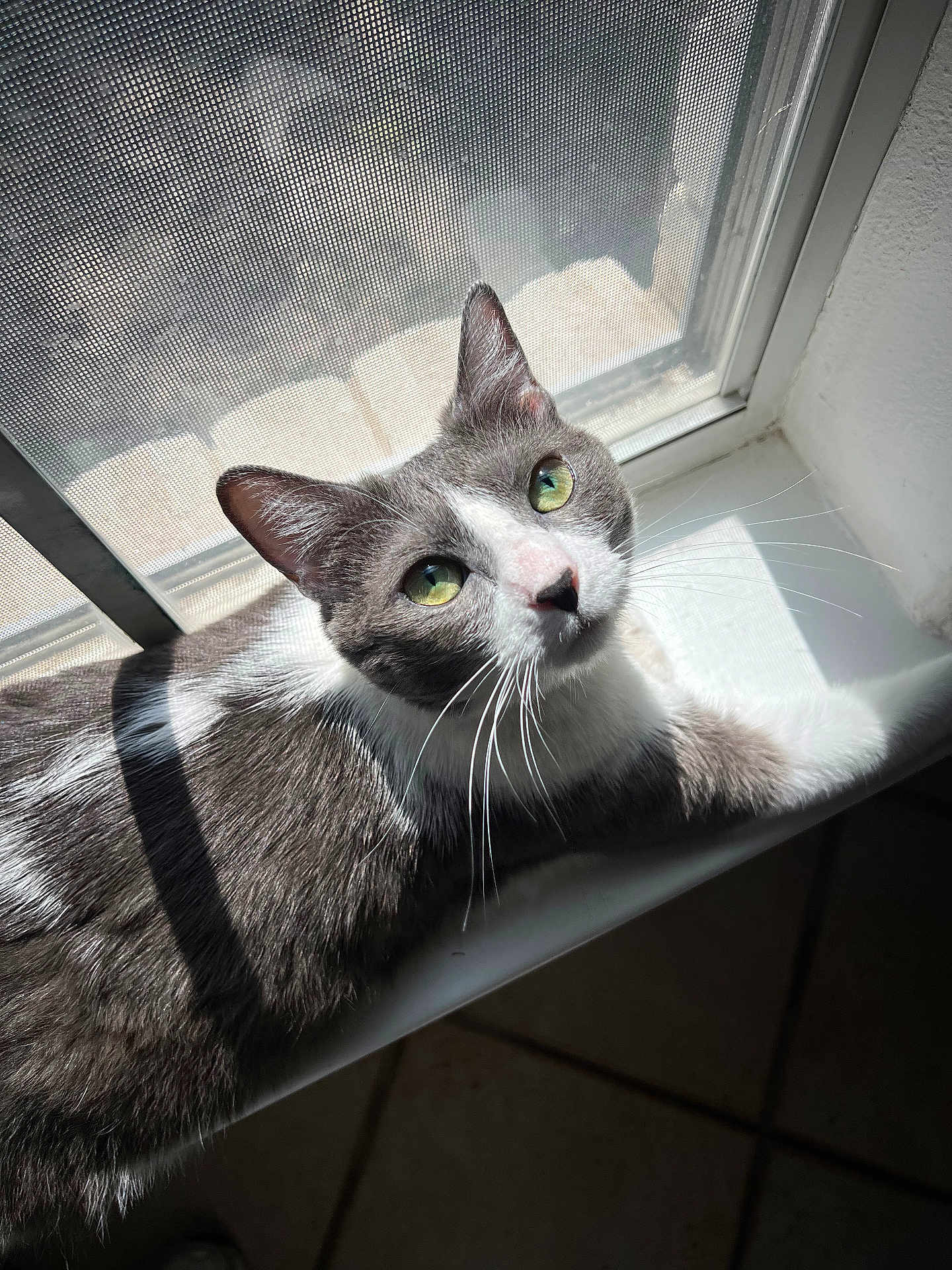 Luna Patuña is registered to the contest to win money with this photo: cat, grey_cat, white_cat, windowsill, sunlight, green_eyes, whiskers, indoor, pet, feline, curious, mesh_screen, shadow, closeup, fur, domestic_cat, resting, portrait, animal, daylight