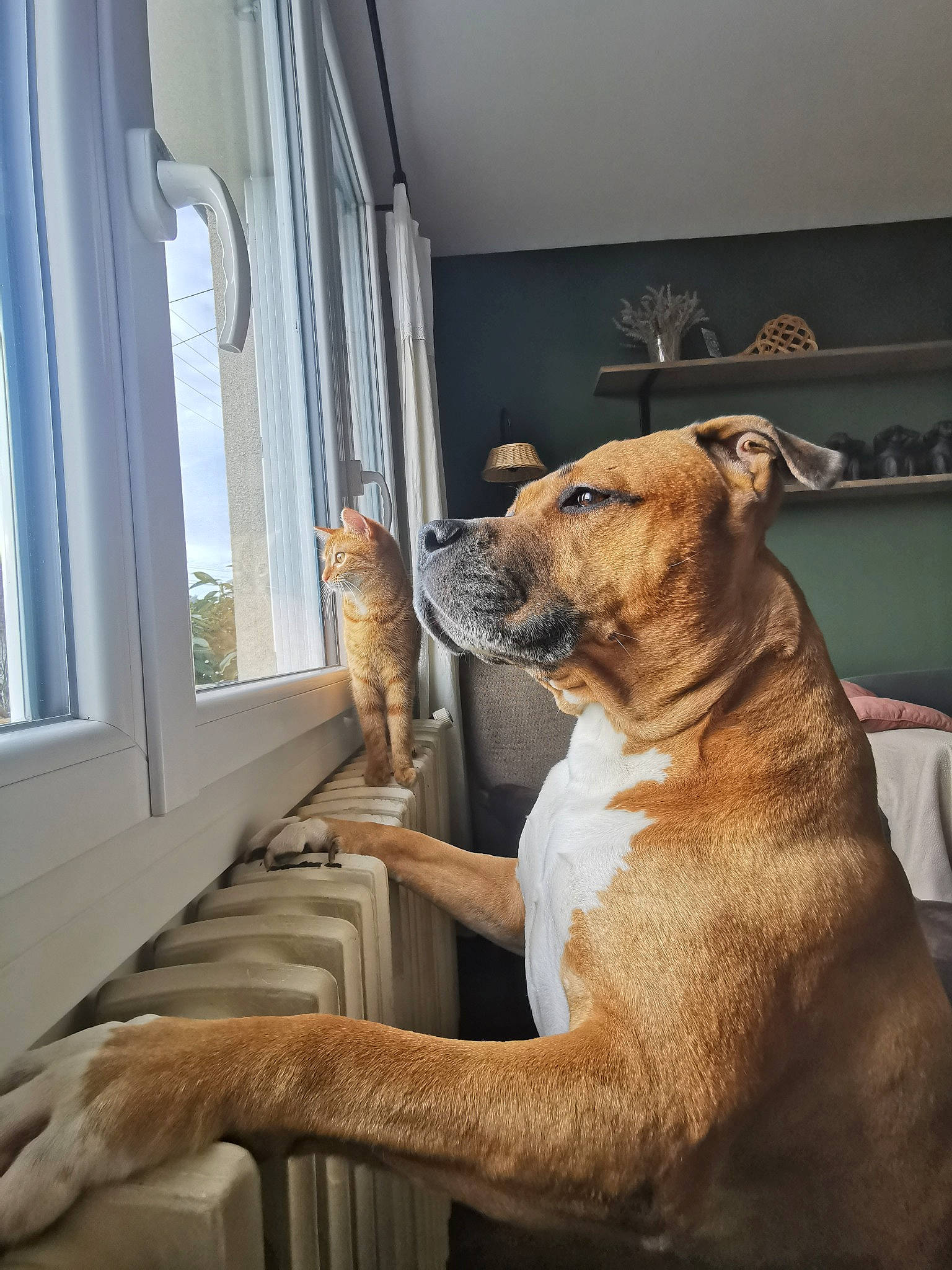 Marco a rejoint le concours — aidez-le/la à gagner de superbes lots ! art, carnivore, comfort, companion_dog, dog, dog_breed, fawn, felidae, flooring, fur, hardwood, small_to_medium_sized_cats, snout, sporting_group, tail, terrestrial_animal, whiskers, wildlife, window, wood