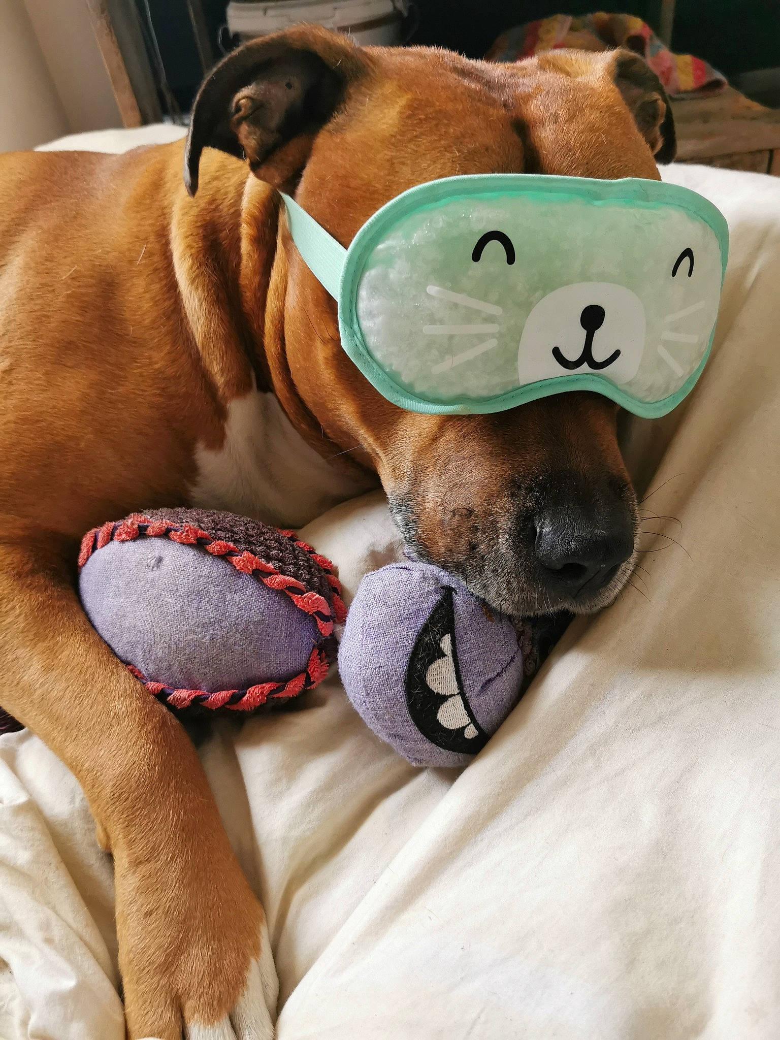 Marco participe au concours pour gagner de l'argent avec cette photo : canidae, carnivore, collar, comfort, companion_dog, dog, dog_breed, dog_supply, fawn, fur, linens, liver, paw, pet_supply, plush, snout, sporting_group, stuffed_toy, toy, working_animal