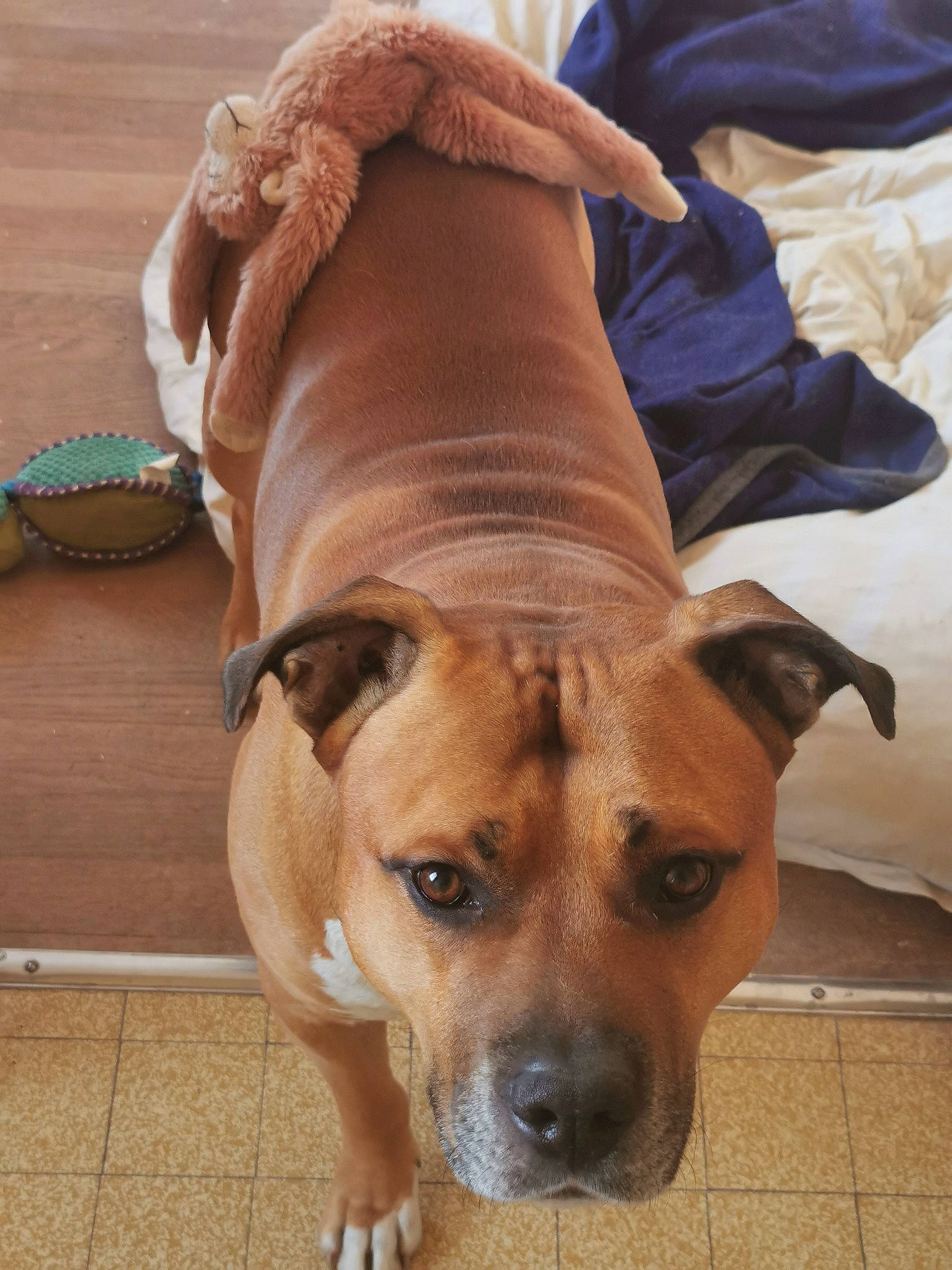 Marco participe au concours pour gagner de l'argent avec cette photo : ancient_dog_breeds, canidae, carnivore, companion_dog, dog, dog_breed, fawn, fur, guard_dog, molosser, non_sporting_group, pet_supply, puppy, snout, sporting_group, whiskers, wood, working_animal, working_dog, wrinkle