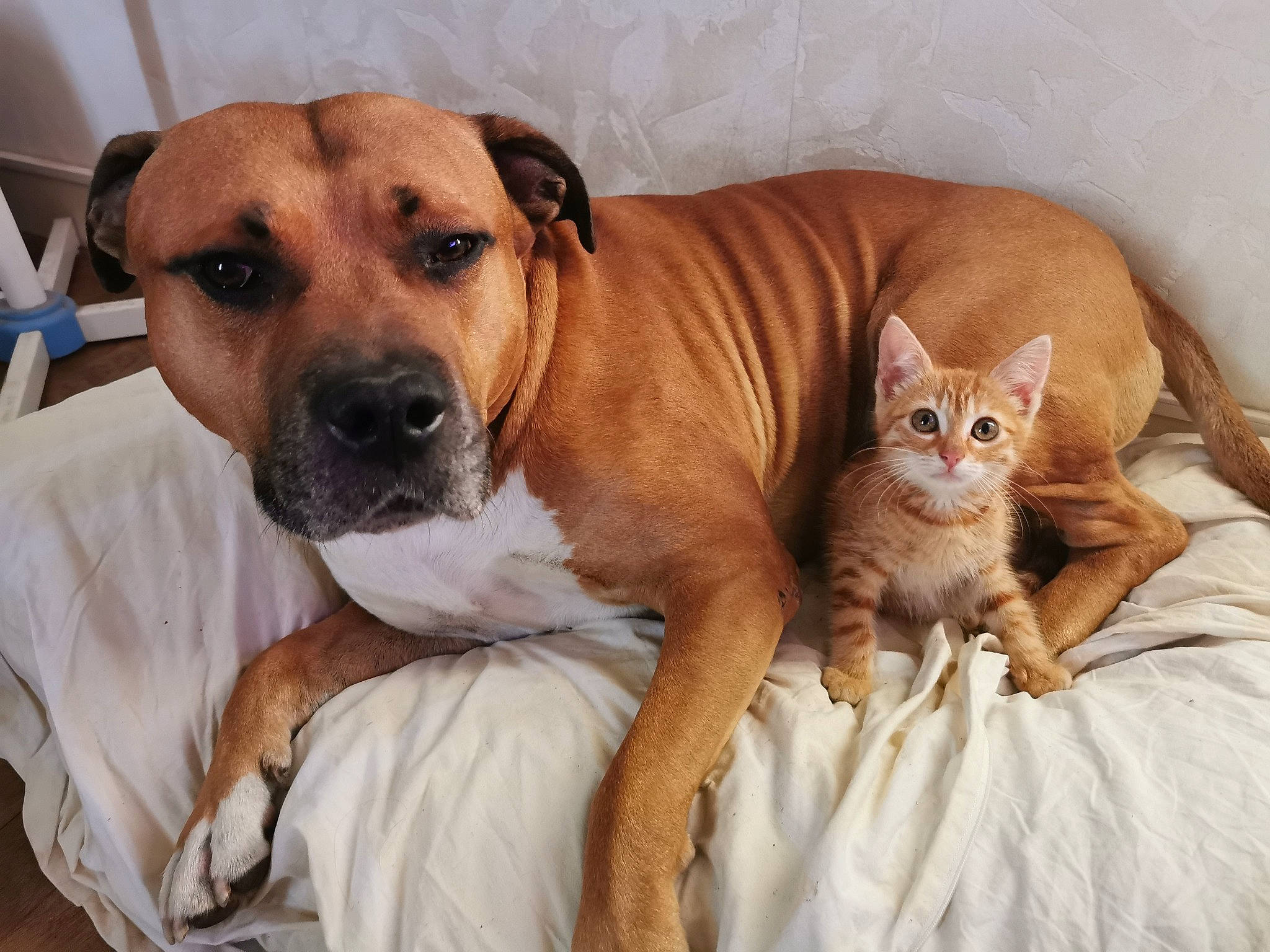 Marco a rejoint le concours — aidez-le/la à gagner de superbes lots ! canidae, carnivore, cat, collar, comfort, companion_dog, dog, dog_breed, domestic_short_haired_cat, fawn, felidae, fur, paw, pet_supply, snout, sporting_group, tail, whiskers, working_animal, wrinkle