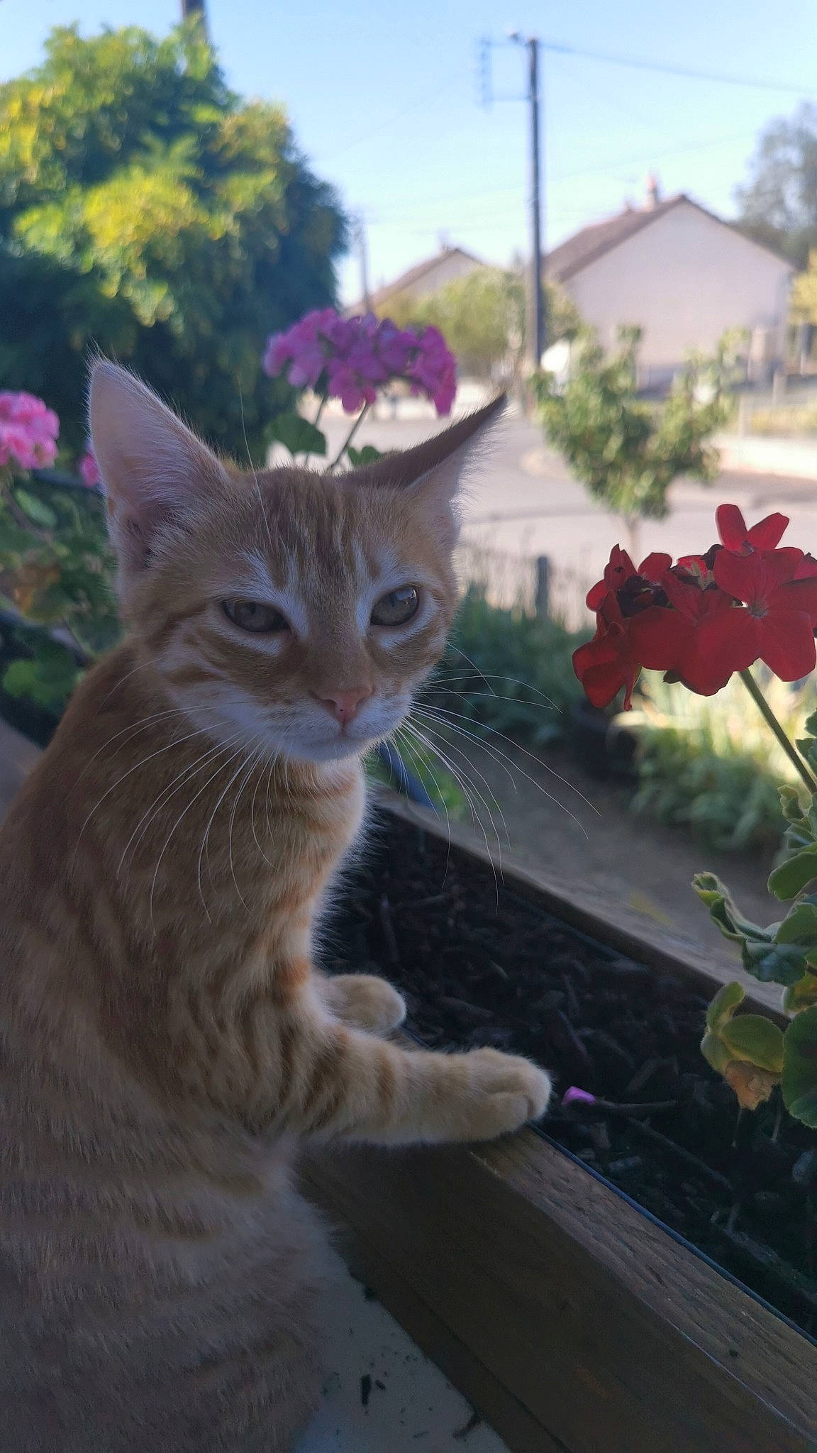 Tessy participe au concours pour gagner de l'argent avec cette photo : carnivore, cat, fawn, felidae, flower, flowerpot, grass, hat, petal, pink, plant, rose_family, sky, small_to_medium_sized_cats, snout, sunlight, tail, tree, whiskers, window