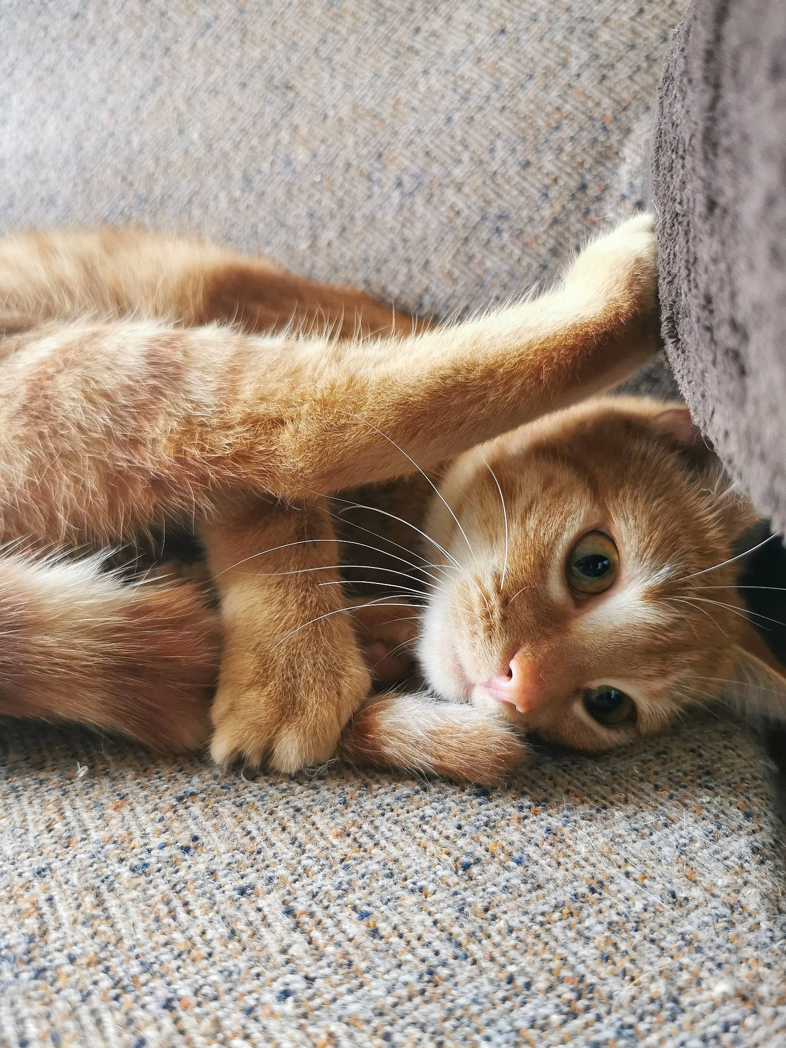 Tessy participe au concours pour gagner de l'argent avec cette photo : carnivore, cat, claw, comfort, domestic_short_haired_cat, fawn, felidae, foot, fur, human_leg, nap, paw, photo_caption, sleep, small_to_medium_sized_cats, snout, tail, whiskers, wildlife, wood