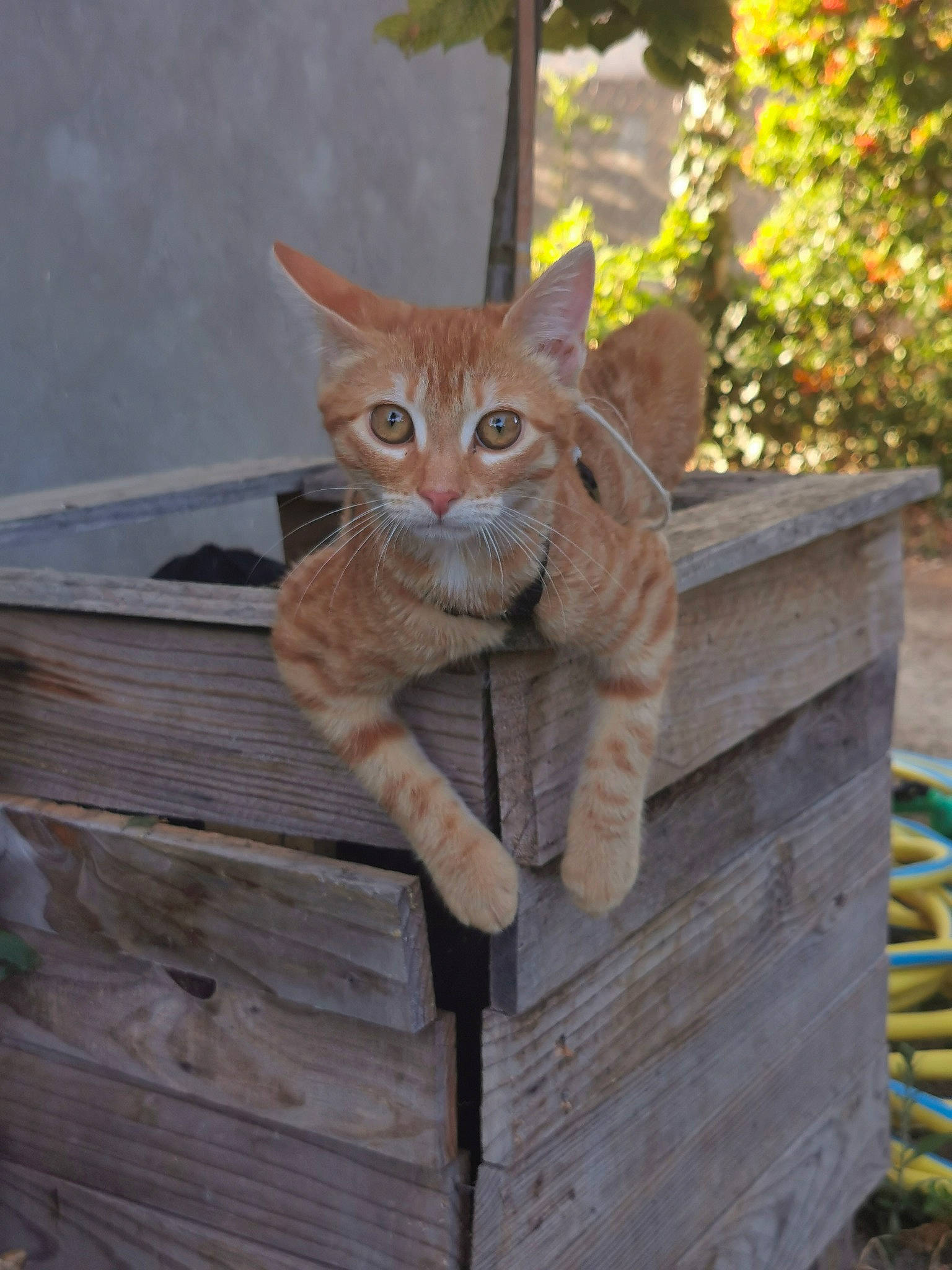 Tessy a rejoint le concours — aidez-le/la à gagner de superbes lots ! carnivore, cat, domestic_short_haired_cat, eye, fawn, felidae, fur, grass, hardwood, paw, plant, small_to_medium_sized_cats, snout, tail, terrestrial_animal, tree, trunk, whiskers, wildlife, wood