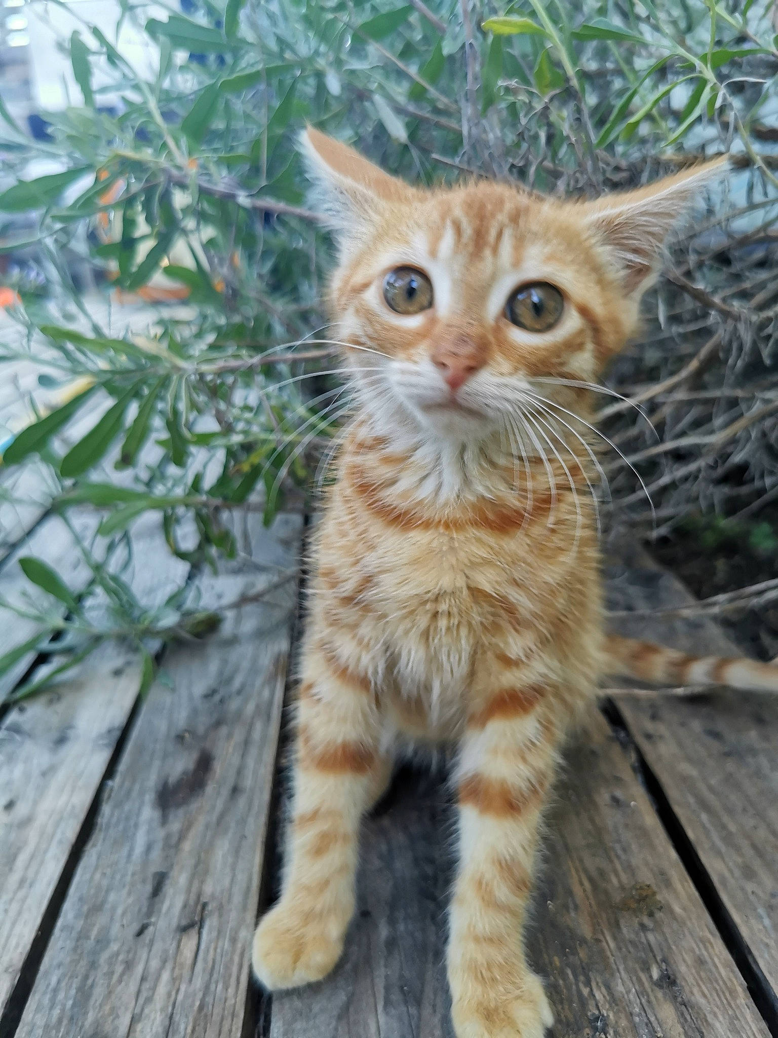 Tessy a rejoint le concours — aidez-le/la à gagner de superbes lots ! carnivore, cat, claw, domestic_short_haired_cat, eye, fawn, felidae, fur, grass, paw, plant, small_to_medium_sized_cats, snout, tail, terrestrial_animal, tree, twig, whiskers, wildlife, wood