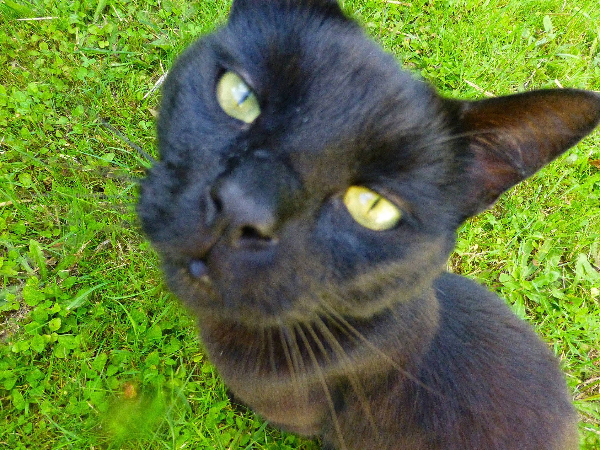 Diabolo a rejoint le concours — aidez-le/la à gagner de superbes lots ! black_cat, bombay, carnivore, cat, domestic_short_haired_cat, felidae, fur, grass, groundcover, havana_brown, iris, plant, small_to_medium_sized_cats, snout, terrestrial_animal, whiskers