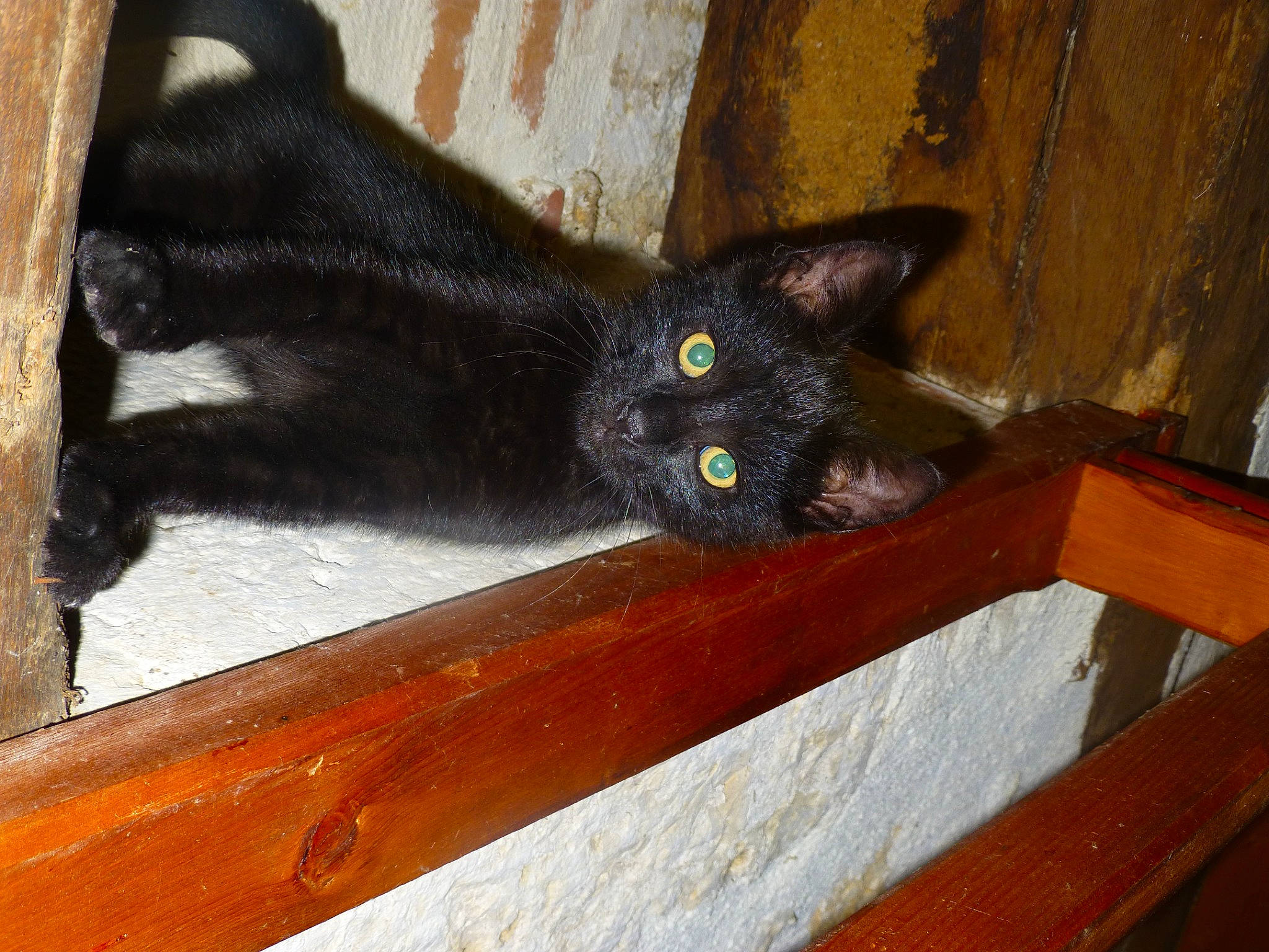 Diabolo participe au concours pour gagner de l'argent avec cette photo : black_cat, bombay, carnivore, cat, domestic_short_haired_cat, eye, felidae, fur, hardwood, havana_brown, paw, small_to_medium_sized_cats, snout, tail, whiskers, wood, wood_stain