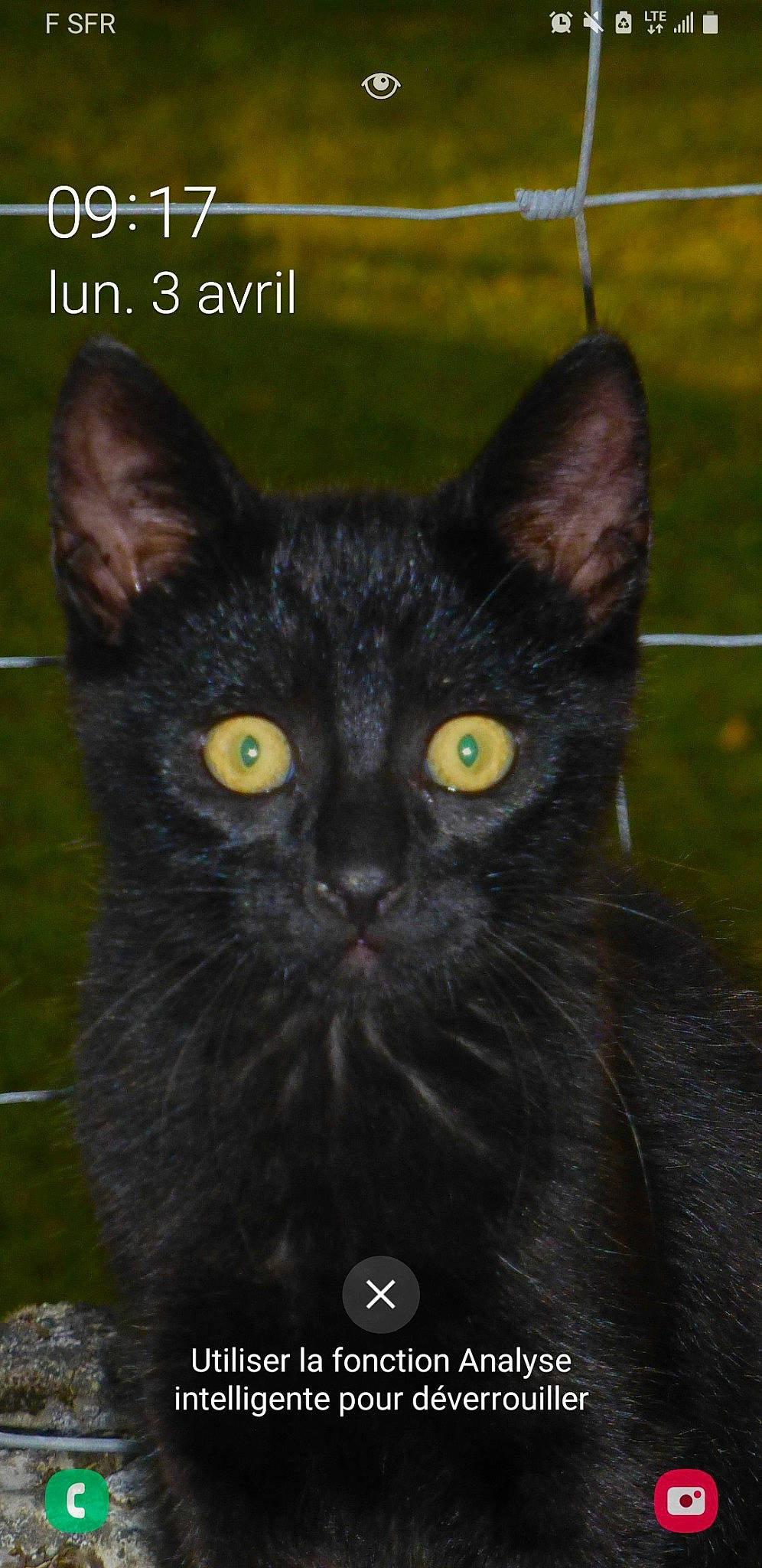Diabolo participe au concours pour gagner de l'argent avec cette photo : black_cat, bombay, carnivore, cat, domestic_short_haired_cat, felidae, fur, grass, iris, photo_caption, small_to_medium_sized_cats, snout, tail, terrestrial_animal, whiskers