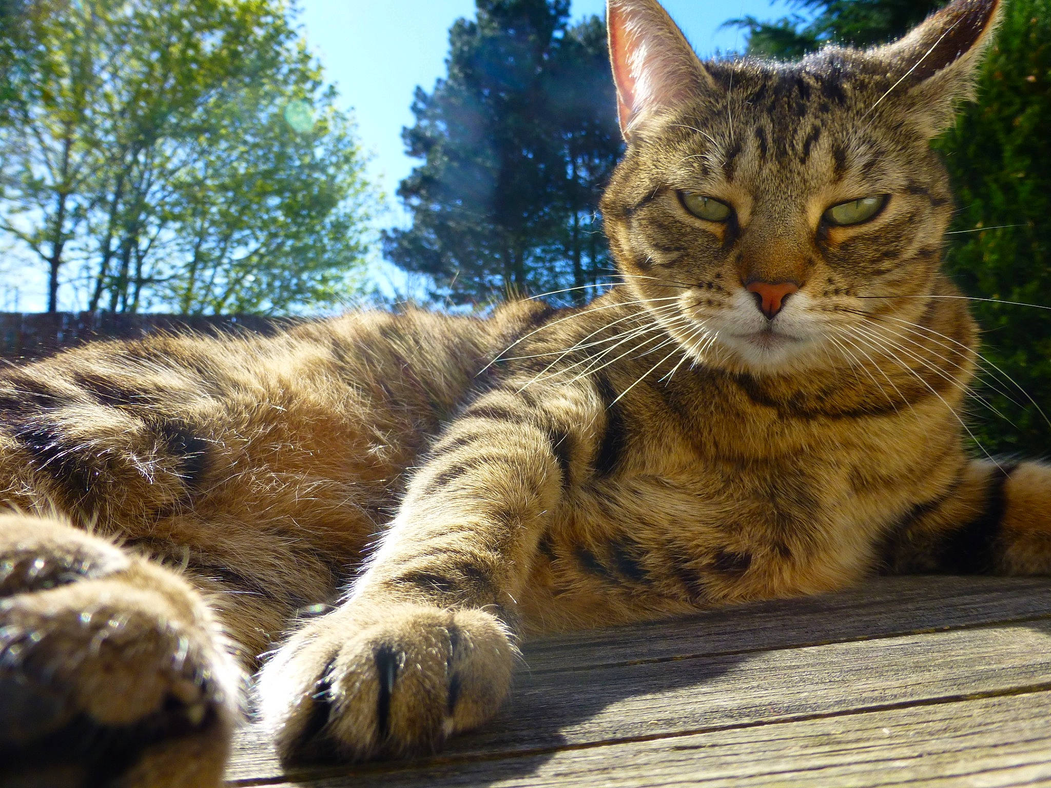 Lilas a rejoint le concours — aidez-le/la à gagner de superbes lots ! aegean_cat, asian, california_spangled, carnivore, cat, domestic_short_haired_cat, dragon_li, european_shorthair, felidae, mammal, pixie_bob, rusty_spotted_cat, small_to_medium_sized_cats, snout, tabby_cat, toyger, vertebrate, whiskers, wild_cat, wildlife