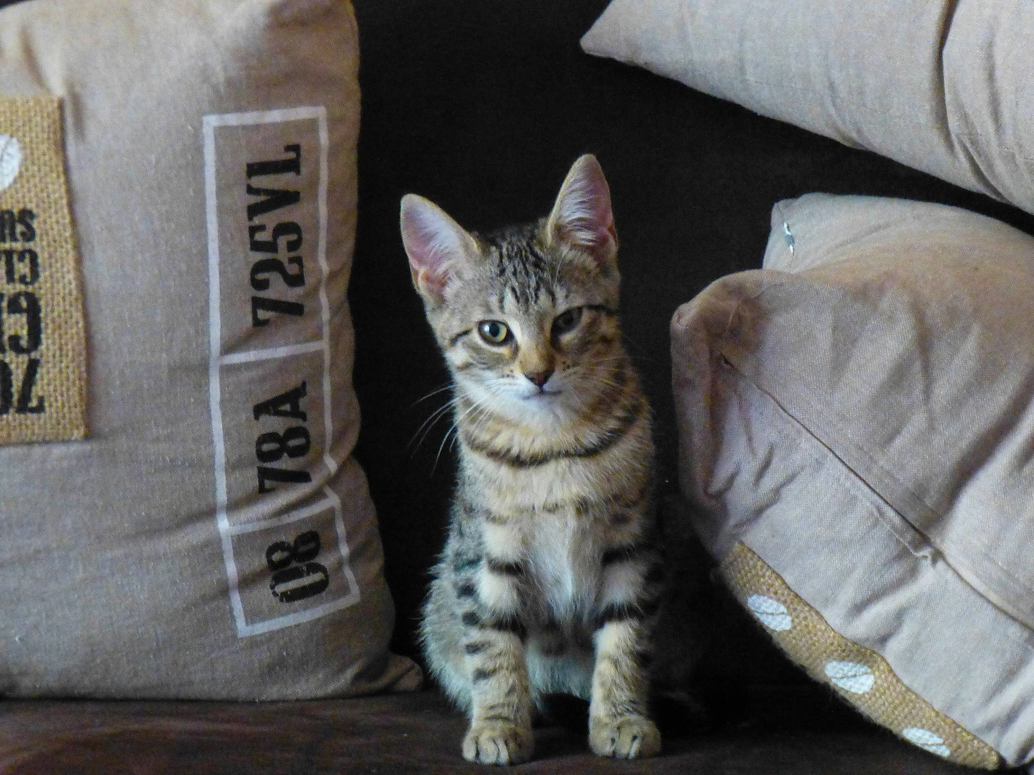 Lilas a rejoint le concours — aidez-le/la à gagner de superbes lots ! aegean_cat, american_shorthair, asian, australian_mist, bengal, california_spangled, carnivore, cat, domestic_short_haired_cat, dragon_li, egyptian_mau, european_shorthair, felidae, kitten, mammal, ocicat, pixie_bob, small_to_medium_sized_cats, tabby_cat, whiskers