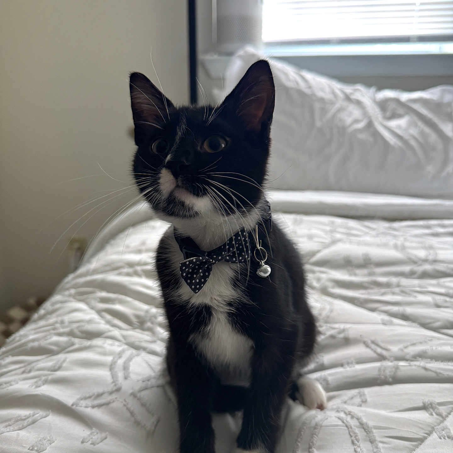 Mr. Sir joined the competition — help win amazing prizes! animal, bed, bedding, black, bow_tie, cat, collar, curious, cute, domestic_animal, feline, household, indoor, natural_light, pet, sitting, tuxedo_cat, whiskers, white, window