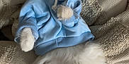 Fiona is registered to the contest to win money with this photo: kitten, cat, blue_hoodie, white_fur, fluffy, pet, animal, cute, cozy, blanket, resting, soft, fur, paw, indoor, adorable, small, young, face, lying_down