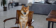 Wilson participe au concours pour gagner de l'argent avec cette photo : attentive, brown_chair, collar, couch, cozy, dog, domestic_animal, furniture, gaze, home_interior, indoor, leather_chair, living_room, paws, pet, portrait, shiba_inu, sitting, tile_floor, wooden_table