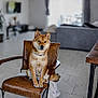 attentive, brown_chair, collar, couch, cozy, dog, domestic_animal, furniture, gaze, home_interior, indoor, leather_chair, living_room, paws, pet, portrait, shiba_inu, sitting, tile_floor, wooden_table