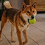alert, brown_fur, cabinet, closeup, collar, dog, ears, home_interior, houseplant, indoor, mouth, paw, pet, playing, shiba_inu, standing, tail, tennis_ball, tile_floor, whiskers
