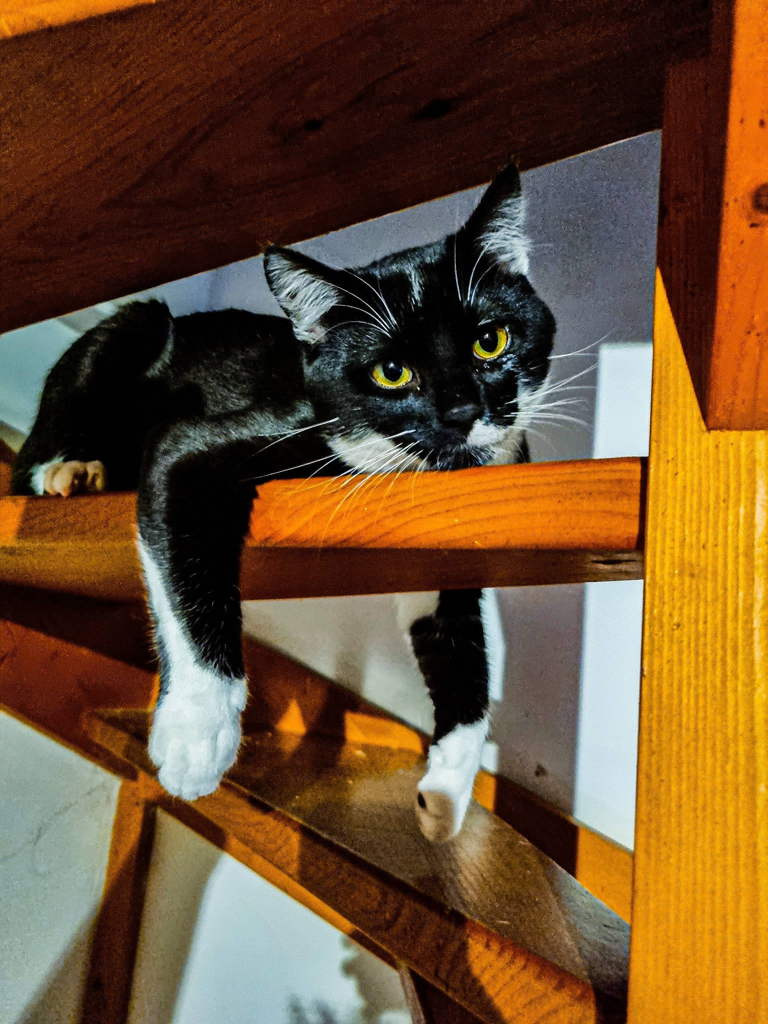 Sasuke participe au concours pour gagner de l'argent avec cette photo : black_cat, bookcase, carnivore, cat, cat_supply, chair, comfort, domestic_short_haired_cat, felidae, fur, hardwood, room, shelf, shelving, small_to_medium_sized_cats, tail, whiskers, wood, wood_stain