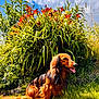 Sully participe au concours pour gagner de l'argent avec cette photo : animal, bush, canine, clouds, dachshund, daylight, dog, flowers, grass, greenery, happy, long_hair, nature, orange_flowers, outdoor, pet, sitting, sky, sunny, tongue_out