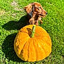 Sully a rejoint le concours — aidez-le/la à gagner de superbes lots ! animal, autumn, calm, cute, dog, fall, fur, garden, grass, greenery, leaf, long_haired, mammal, nature, outdoor, pet, pumpkin, side_view, stem, sunny