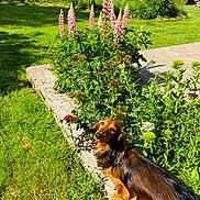 Sully participe au concours pour gagner de l'argent avec cette photo : animal, backyard, canine, concrete_edge, curious, dachshund, daylight, dog, flower_bed, garden, grass, greenery, leafy_plants, long_hair, nature, outdoor, pet, pink_flowers, small_dog, sunlight