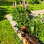 animal, backyard, canine, concrete_edge, curious, dachshund, daylight, dog, flower_bed, garden, grass, greenery, leafy_plants, long_hair, nature, outdoor, pet, pink_flowers, small_dog, sunlight