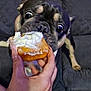 Smokey is registered to the contest to win money with this photo: animal, bite, closeup, companion, couch, cream, dog, domestic_animal, donut, excited, food, french_bulldog, funny, hand, indoor, mammal, pet, snack, treat, wide_eyes