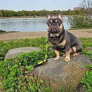 Smokey joined the competition — help win amazing prizes! french_bulldog, dog, rock, greenery, wildflowers, river, trees, outdoor, leash, pet, nature, grass, plants, canine, animal, daylight, park, sitting, alert, scenery