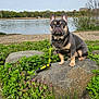 french_bulldog, dog, rock, greenery, wildflowers, river, trees, outdoor, leash, pet, nature, grass, plants, canine, animal, daylight, park, sitting, alert, scenery