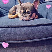 Smokey joined the competition — help win amazing prizes! animal, blue, comfort, couch, cozy, cute, dog, ears, expression, french_bulldog, fur, heart_graphics, home, indoor, love, pet, relaxed, resting, snout, wooden_floor