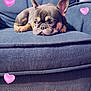 animal, blue, comfort, couch, cozy, cute, dog, ears, expression, french_bulldog, fur, heart_graphics, home, indoor, love, pet, relaxed, resting, snout, wooden_floor