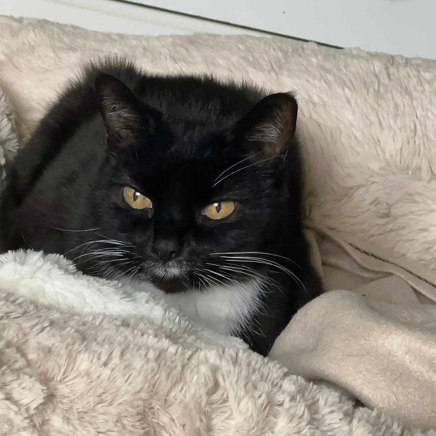 Molly joined the competition — help win amazing prizes! abyssinian, animal, bed, bedroom, blackcat, blanket, cat, couch, furniture, homedecor, indoors, kitten, manx, pet, quilt, room, siamese, sphere