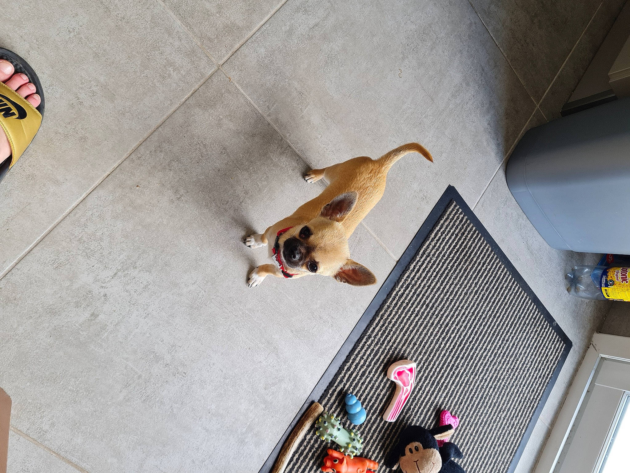 Twix a rejoint le concours — aidez-le/la à gagner de superbes lots ! building, canidae, carnivore, ceiling, comfort, companion_dog, dog, dog_breed, fawn, floor, flooring, hardwood, room, sporting_group, tail, tile, toy_dog, wood