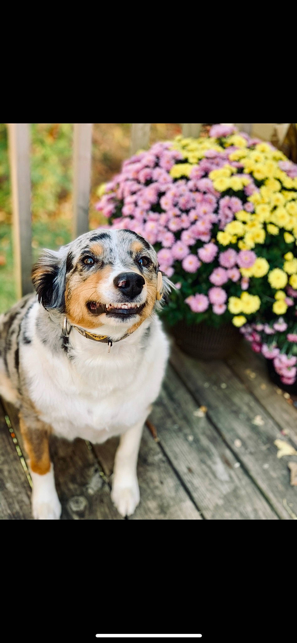 Oppie is registered to the contest to win money with this photo: annual_plant, carnivore, collar, companion_dog, dog, dog_breed, dog_collar, fashion_accessory, fawn, flower, flowering_plant, fur, grass, leash, petal, plant, snout, tree, whiskers, wood