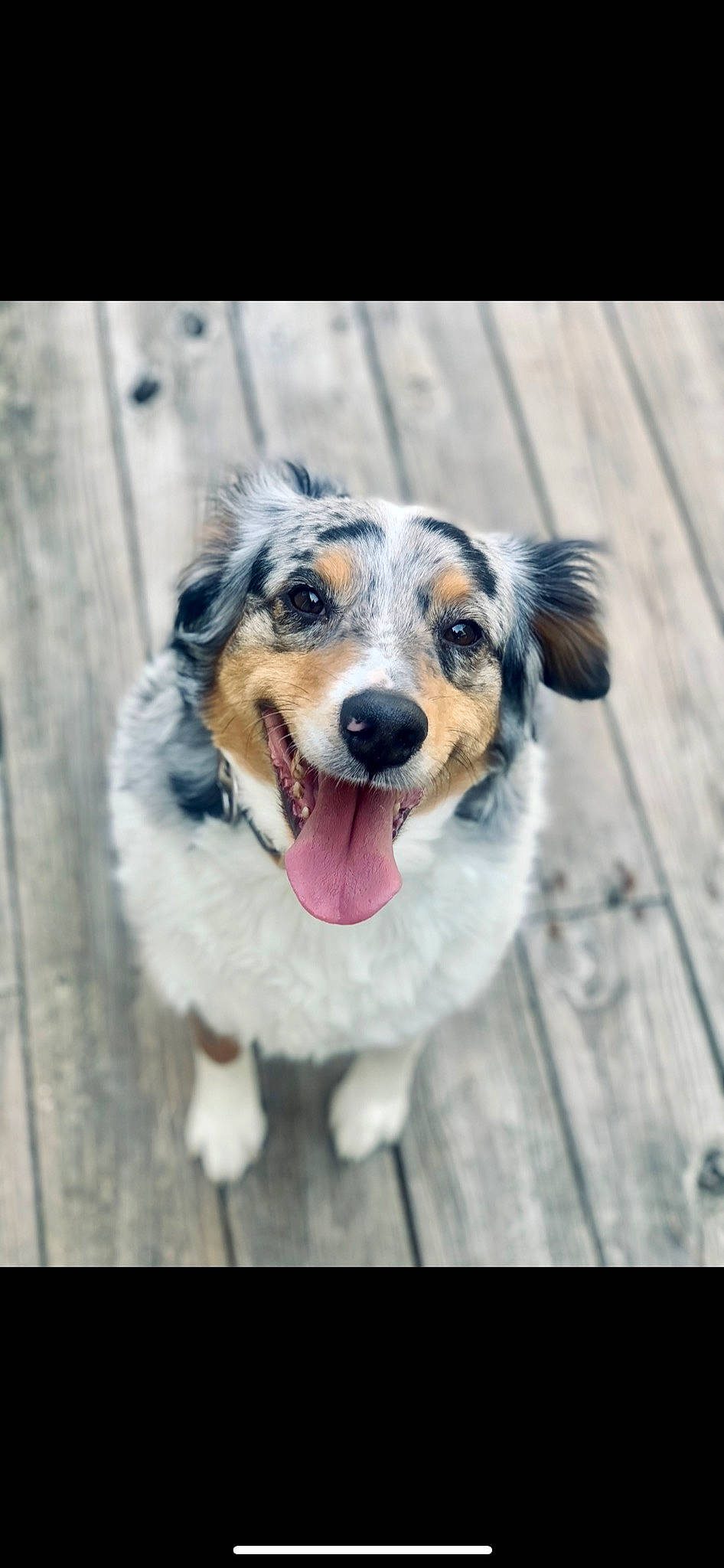 Oppie joined the competition — help win amazing prizes! art, canidae, carnivore, collar, companion_dog, dog, dog_breed, dog_collar, fur, happy, plant, snout, sporting_group, whiskers, winter, wood, working_dog