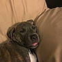Delila Jane is registered to the contest to win money with this photo: animal, beige, brindle_coat, canine, closeup, companion, couch, cute, dog, domestic_animal, ears, fur, indoor, muzzle, pet, relaxed, resting, sleeping, snout, tongue_out