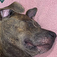 Delila Jane is registered to the contest to win money with this photo: animal, brindle, canine, close_up, collar, companion, cute, dog, domestic_animal, ear, fur, indoor, peaceful, pet, pink_background, relaxation, resting, sleeping, snout, whiskers