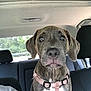 animal, backseat, brown_fur, car_interior, curious, dog, ears, eyes, harness, indoor, nose, pet, puppy, road_trip, seat, seatbelt, travel, vehicle, white_chest, window