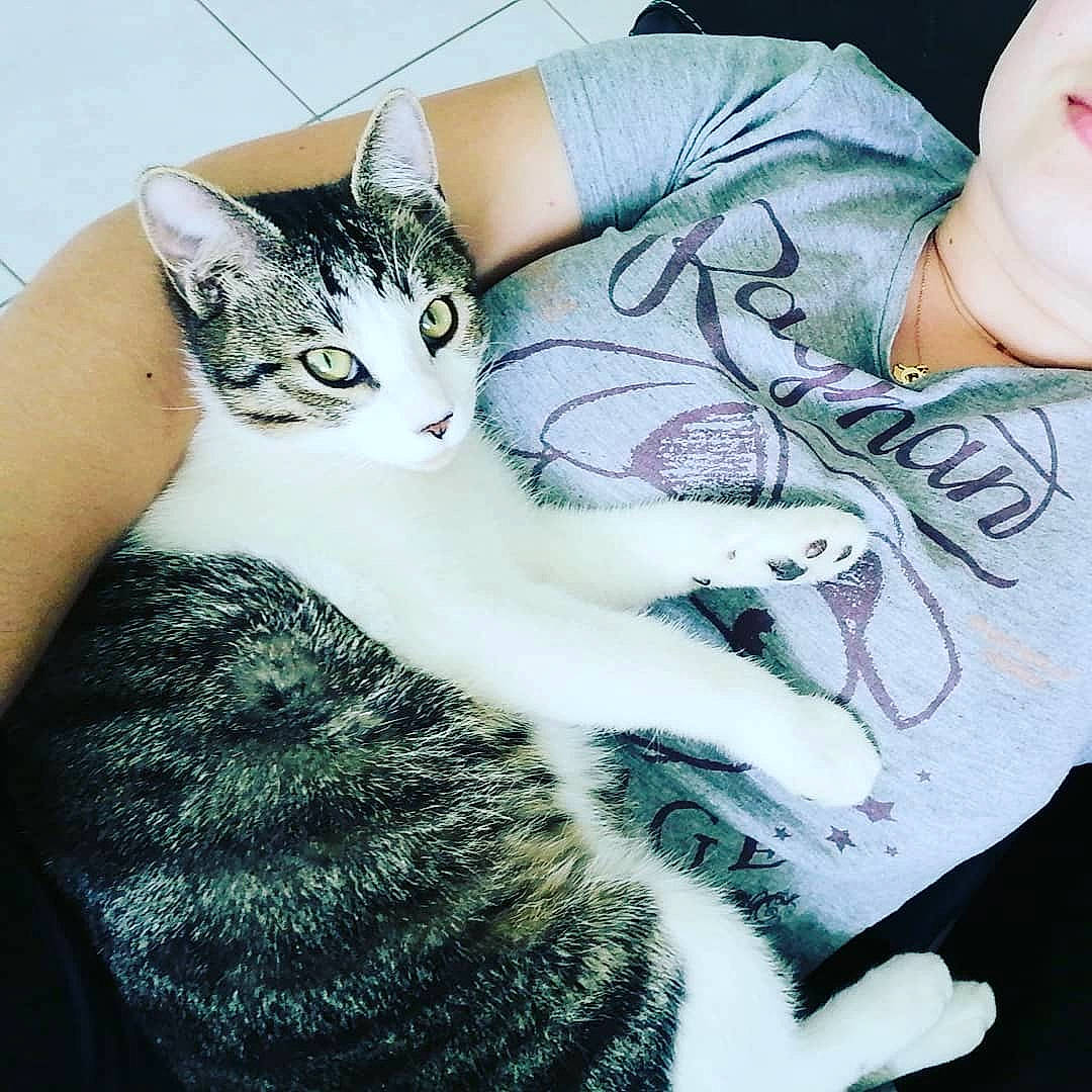 Shane participe au concours pour gagner de l'argent avec cette photo : american_shorthair, american_wirehair, arm, asian, carnivore, cat, cool, domestic_short_haired_cat, ear, european_shorthair, eye, felidae, fur, hand, kitten, leg, skin, small_to_medium_sized_cats, tabby_cat, whiskers