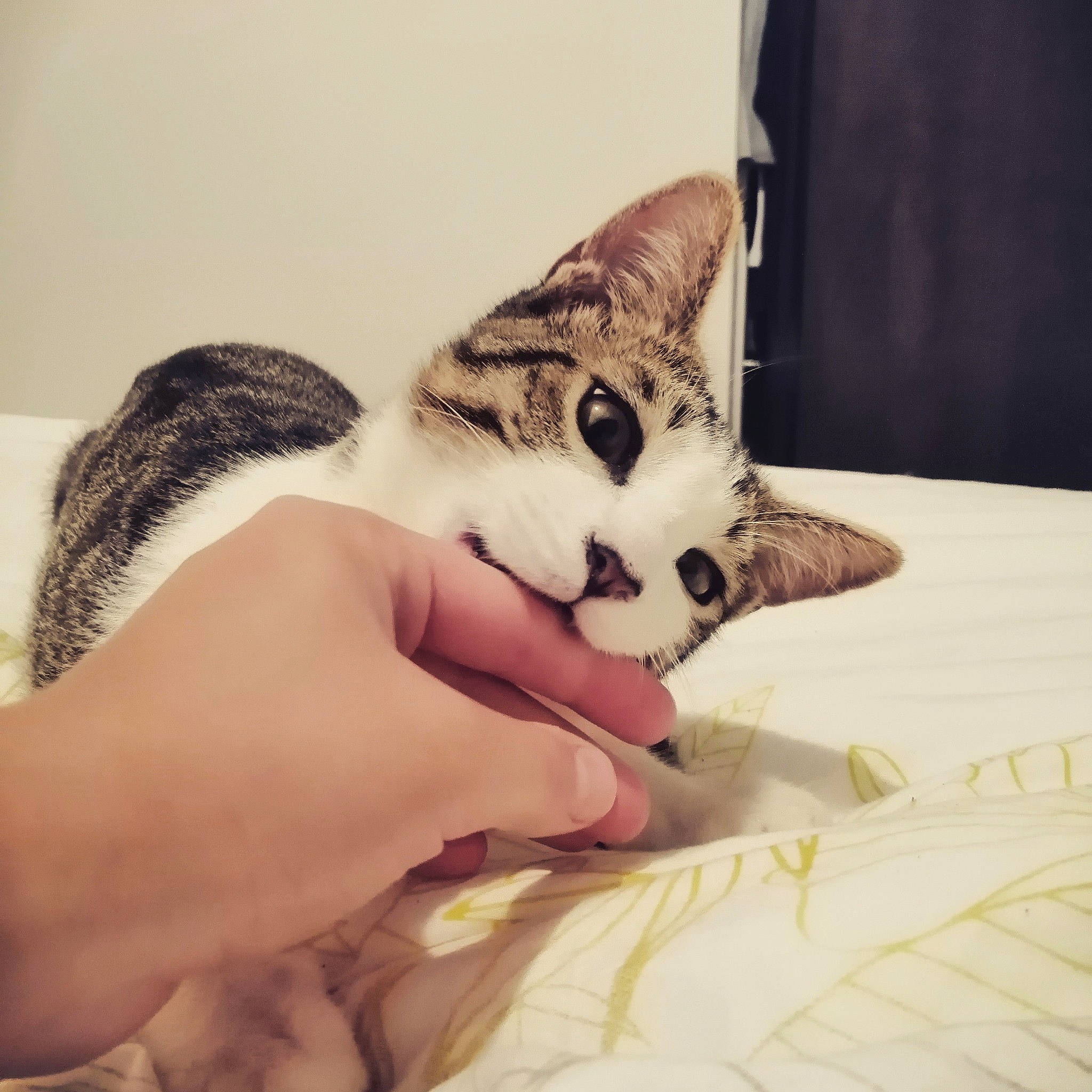 Shane a rejoint le concours — aidez-le/la à gagner de superbes lots ! aegean_cat, american_shorthair, asian, carnivore, cat, domestic_short_haired_cat, ear, european_shorthair, eye, felidae, fur, hand, head, kitten, nose, organ, small_to_medium_sized_cats, snout, tabby_cat, whiskers