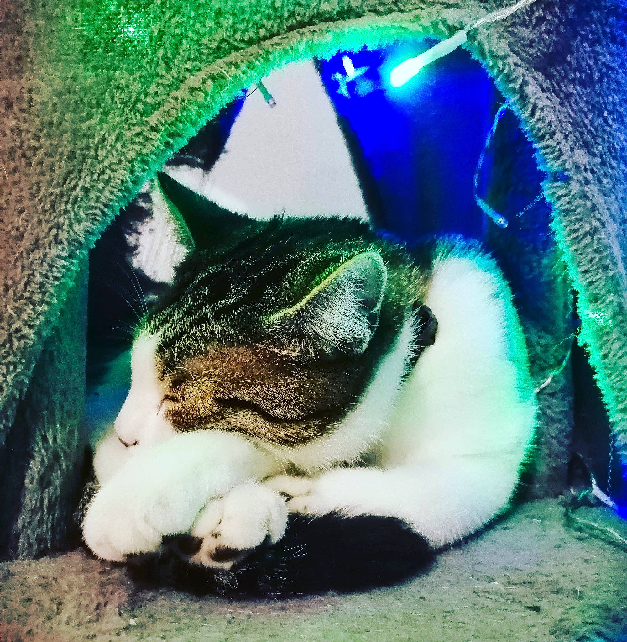 Shane a rejoint le concours — aidez-le/la à gagner de superbes lots ! aegean_cat, carnivore, cat, domestic_short_haired_cat, european_shorthair, eye, felidae, fur, grass, nap, organism, plant, polydactyl_cat, sky, small_to_medium_sized_cats, snout, whiskers