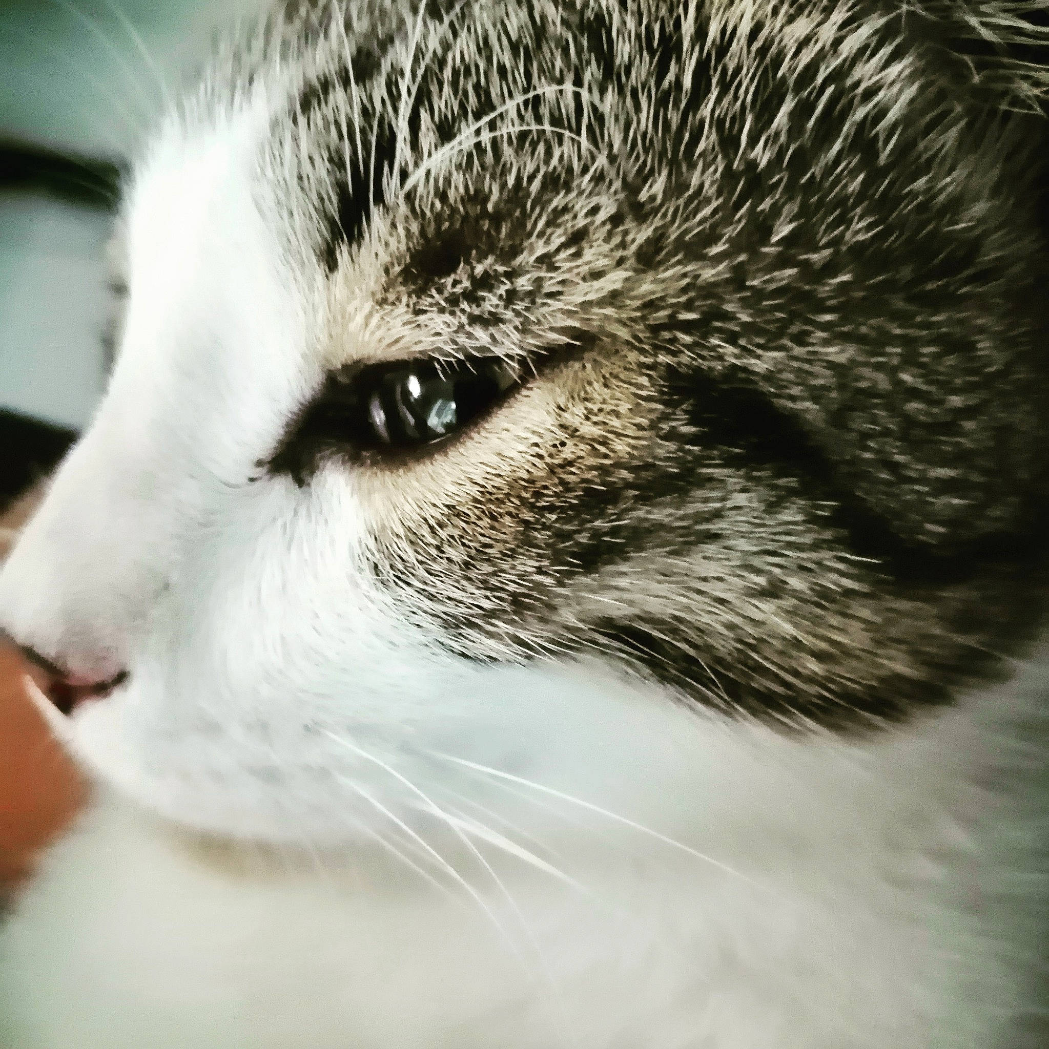 Shane a rejoint le concours — aidez-le/la à gagner de superbes lots ! aegean_cat, beauty, black_and_white, carnivore, cat, close_up, domestic_short_haired_cat, european_shorthair, eye, face, felidae, fur, head, nose, organ, photography, skin, small_to_medium_sized_cats, snout, whiskers