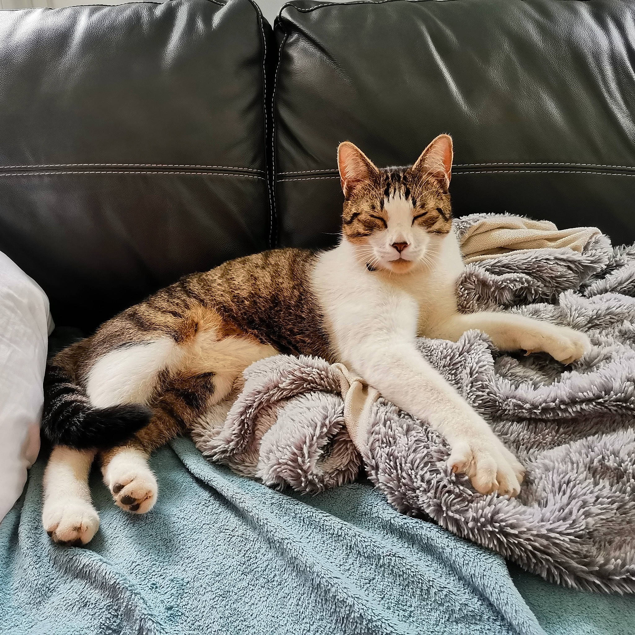 Shane participe au concours pour gagner de l'argent avec cette photo : aegean_cat, american_wirehair, carnivore, cat, domestic_short_haired_cat, european_shorthair, felidae, fur, furniture, kitten, mammal, paw, small_to_medium_sized_cats, tabby_cat, whiskers